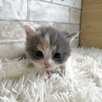 マンチカン(長足)【愛知県・女の子・2025年10月22日・ダイリュートキャリコ】の写真「長足ちゃん💕」