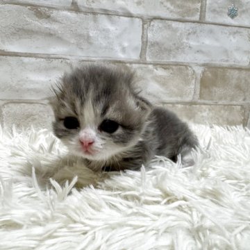 ミヌエット(短足)【愛知県・女の子・2025年11月19日・ブルータビー&ホワイト（ロング）】の写真「可愛い短足ちゃん💕」