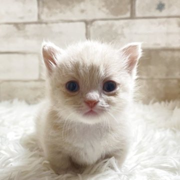 マンチカン(短足)【愛知県・女の子・2025年10月22日・クリーム&ホワイト（ショート）】の写真「クリーム短足女の子💕」