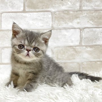 エキゾチックショートヘア【愛知県・男の子・2025年9月16日・ブルータビー】の写真「ぶさかわちゃん💕」