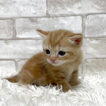 マンチカン(長足)【愛知県・男の子・2025年10月1日・レッドタビー(ショート)】の写真「長足ちゃん💕」