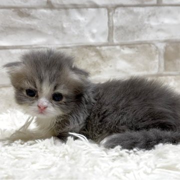 ミヌエット(短足)【愛知県・女の子・2025年11月19日・ブルータビー&ホワイト（ロング）】の写真「可愛い短足ちゃん💕」