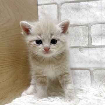 マンチカン(長足)【愛知県・男の子・2025年5月13日・クリーム&ホワイト（ショート）】の写真「長足ちゃん💕」