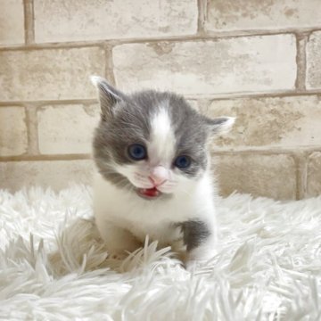 マンチカン(短足)【愛知県・男の子・2025年10月22日・ブルー&ホワイト（ショート）】の写真「ハチワレ短足ちゃん💕」