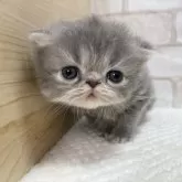 エキゾチックショートヘア【愛知県・女の子・2025年1月10日・ブルータビー】の写真1