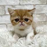 エキゾチックショートヘア