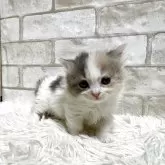 マンチカン(短足)