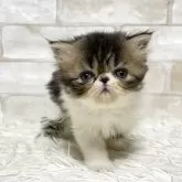エキゾチックショートヘア