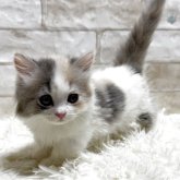 マンチカン(短足)