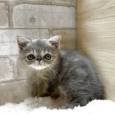 エキゾチックショートヘア