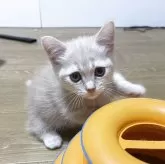 マンチカン(短足)