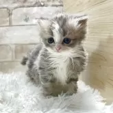 ミヌエット(長足)