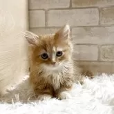 マンチカン(短足)