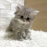 ミヌエット(長足)