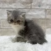 エキゾチックショートヘア【愛知県・女の子・2025年1月10日・ブルータビー&ホワイト】の写真1