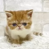 エキゾチックショートヘア