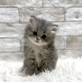 ミヌエット(長足)