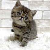 エキゾチックショートヘア