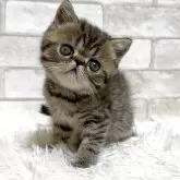 エキゾチックショートヘア