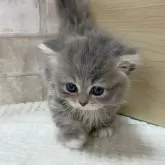 ミヌエット(短足)【愛知県・女の子・2024年12月22日・ブルータビー&ホワイト】の写真3