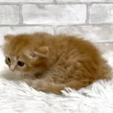 マンチカン(長足)【愛知県・男の子・2025年10月1日・レッドタビー】の写真4