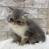 エキゾチックショートヘア【愛知県・女の子・2025年1月10日・ブルータビー&ホワイト】の写真4