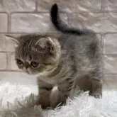 エキゾチックショートヘア【愛知県・女の子・2025年1月13日・ブラウンタビー】の写真7