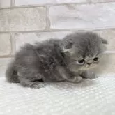 エキゾチックショートヘア【愛知県・女の子・2025年1月10日・ブルータビー】の写真7