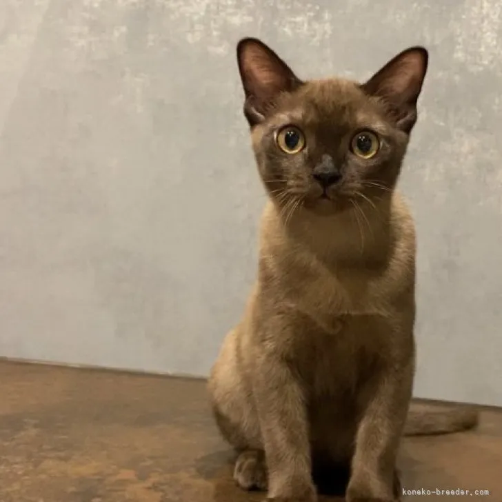 ID：2305-00266の子猫