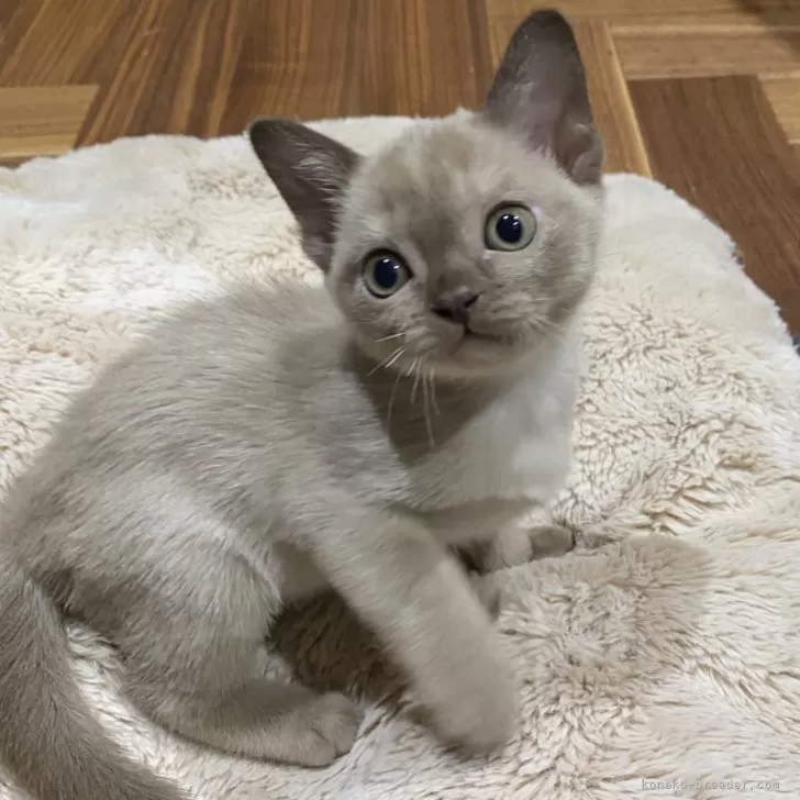 ID:2403-02647の子猫