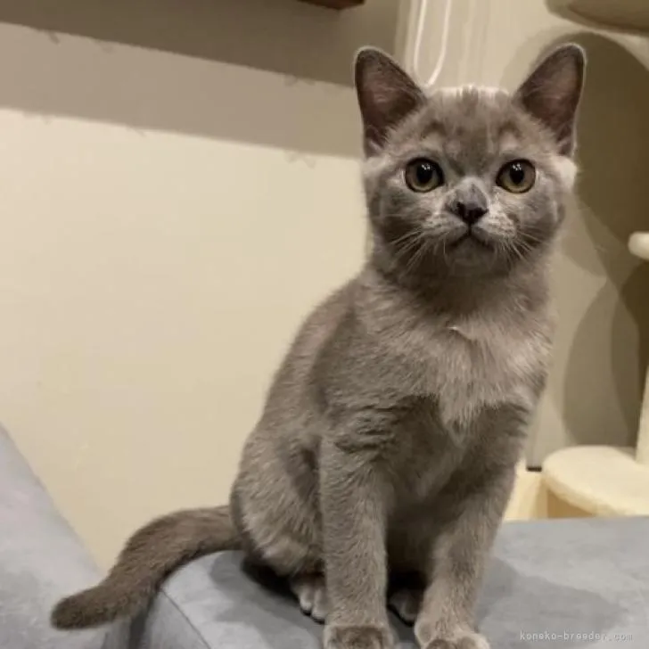 ID：2212-00286の子猫