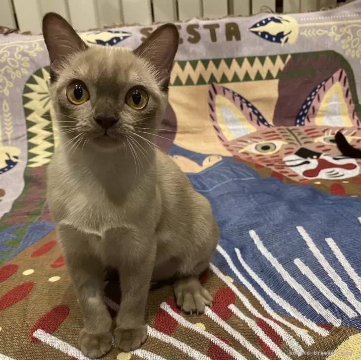 ID：2408-02616の子猫