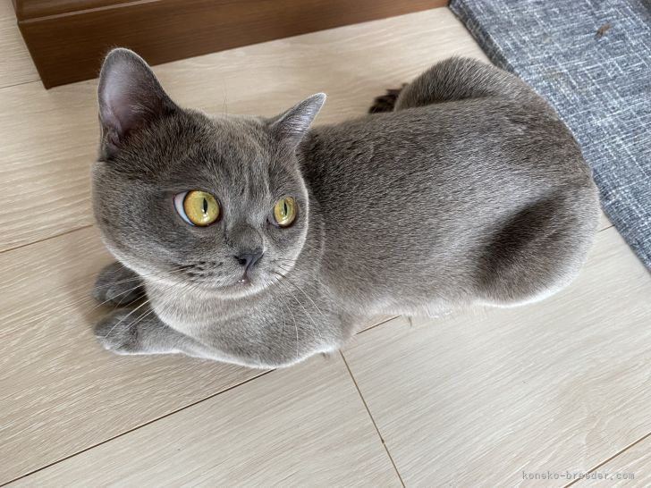 アメリカンバーミーズ【・男の子・2021年6月7日・ブルー】