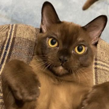 アメリカンバーミーズ【兵庫県・男の子・2022年7月27日・セーブル】の写真「目が合うとご挨拶してくれるキリっとカッコイイくん」