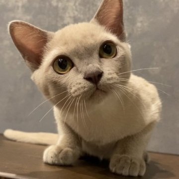 アメリカンバーミーズ【兵庫県・男の子・2023年4月1日・プラチナ】の写真「毎日兄妹と走り回って育ちました。」