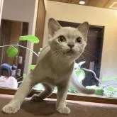アメリカンバーミーズ【兵庫県・男の子・2022年7月27日・プラチナ】の写真1