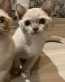 アメリカンバーミーズ【兵庫県・男の子・2023年3月9日・プラチナ】の写真2