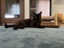 アメリカンバーミーズ【・女の子・2019年1月22日・セーブル】