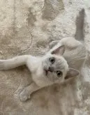 アメリカンバーミーズ【兵庫県・男の子・2023年3月9日・プラチナ】の写真5