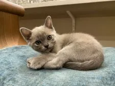 アメリカンバーミーズ【兵庫県・女の子・2020年7月27日・ブルー】の写真5「9月19日撮影」