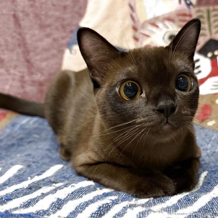 ID：2507-01415の子猫