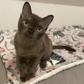 アメリカンバーミーズ【兵庫県・女の子・2024年8月8日・セーブル】の写真1