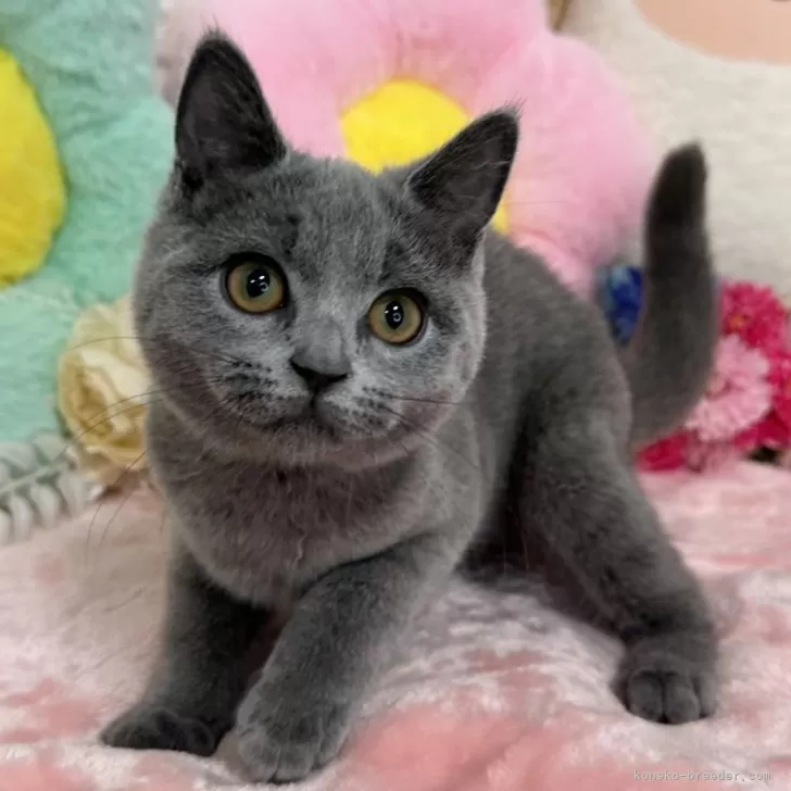 ID：2406-01169の子猫