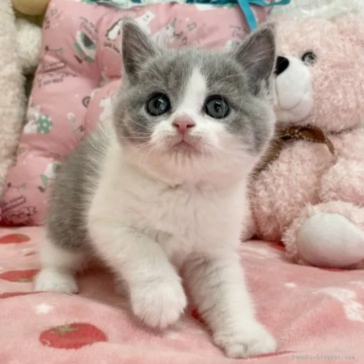 ID：2304-00035の子猫
