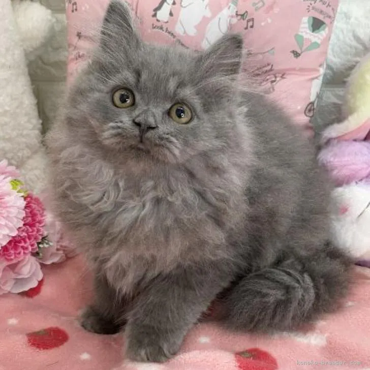 ID：2212-00445の子猫