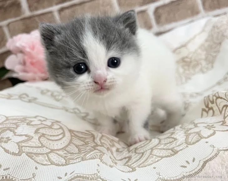 ID:2111-00999の子猫