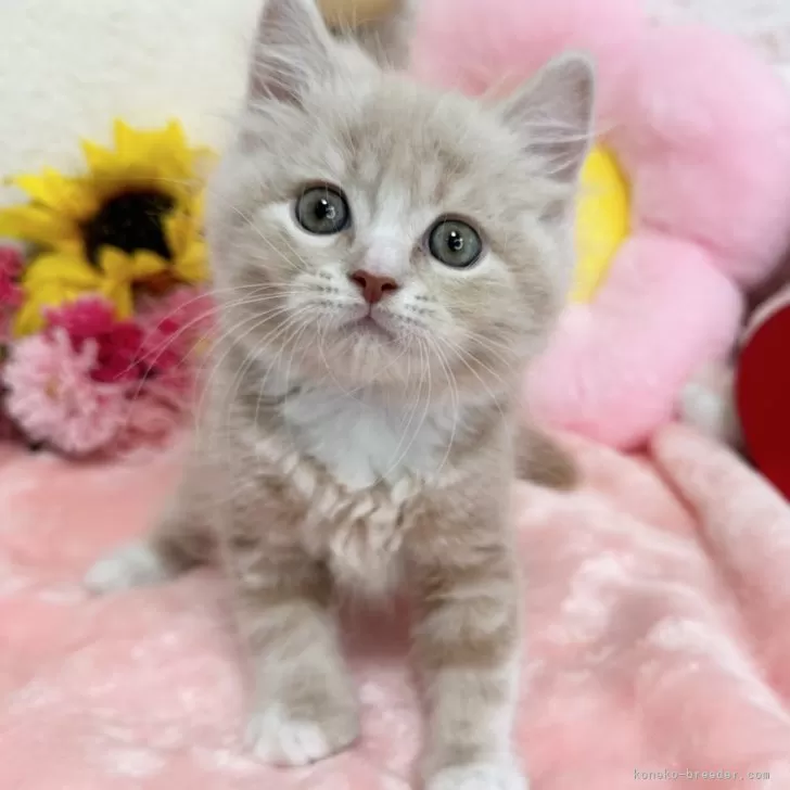 ID:2406-03105の子猫