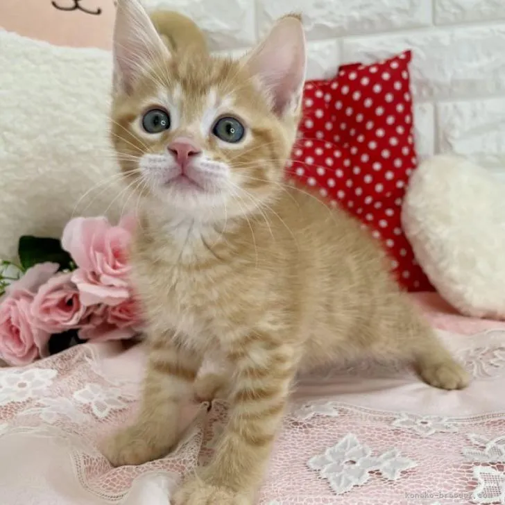 ID:2208-01026の子猫