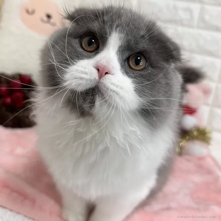 ID:2411-00443の子猫