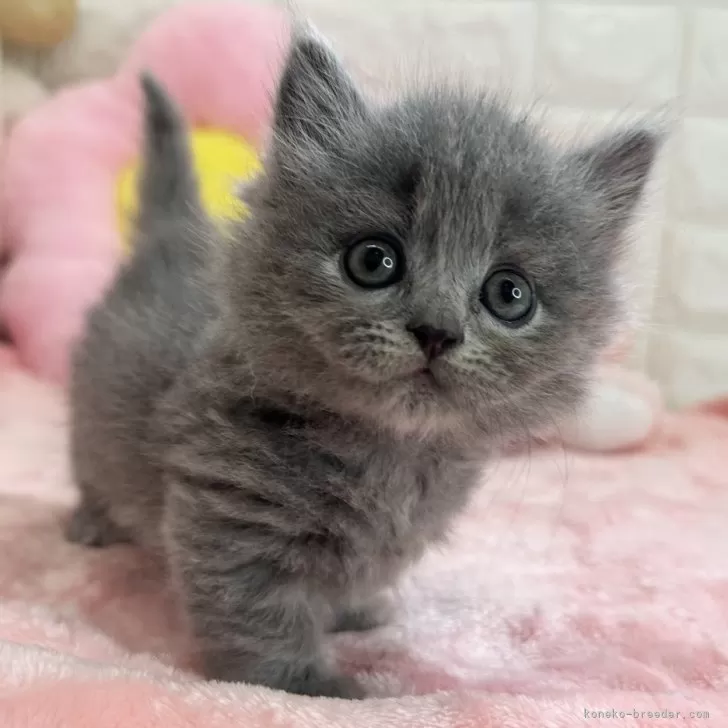 のり 様のお迎えした子猫